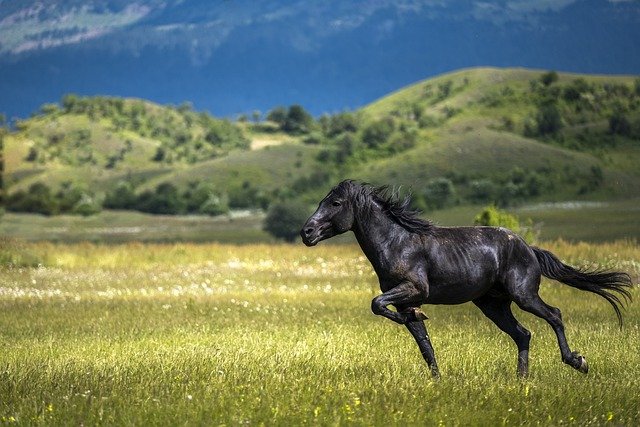 Sonhar com cavalo: o que significa?